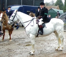 This horse had a magnificent wavy tail